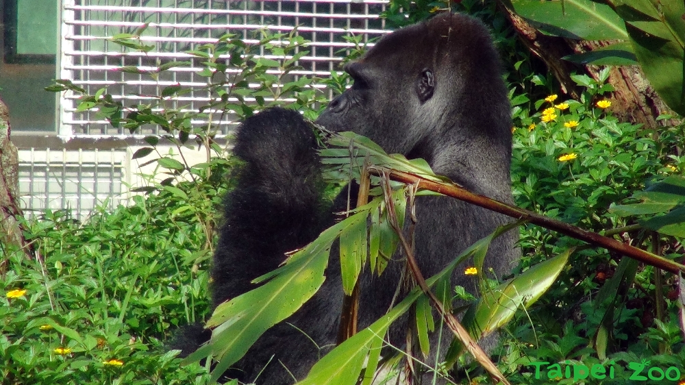 台北市動物園金剛猩猩「寶寶」即將在今年3月赴荷蘭當爸爸了，園方決定在今 (10) 天上午舉行「金剛猩猩『寶寶』祝福活動」，幾名員工及忠實粉絲都感到欣慰與不捨。 圖：翻攝自台北市立動物園