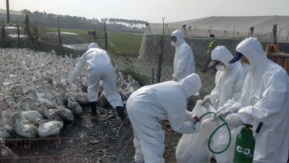 萬丹鄉1肉鴨場檢體確診為H5N2亞型高病原性禽流感，已執行防疫作業，撲殺2,520隻肉鴨。 圖：屏東縣政府提供