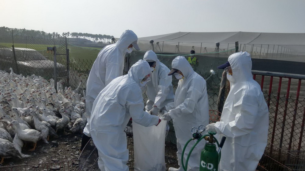 動物防疫所後續將啟動感染禽流感肉鴨場半徑1公里內周圍養禽場監測採樣工作，確保周圍家禽健康。 圖：屏東縣政府提供