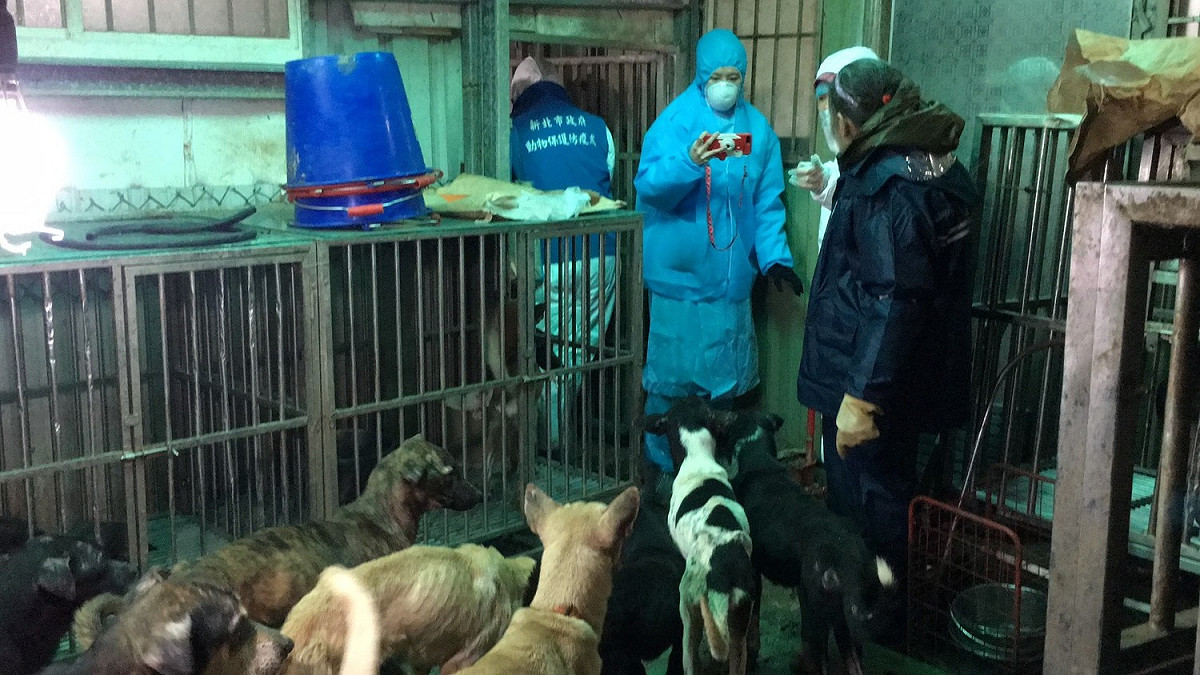 新北市動保處會同動保團體，到淡水小坪頂一處私人狗場，救出 207隻犬貓。 圖 : 翻攝新北市動保處網站
