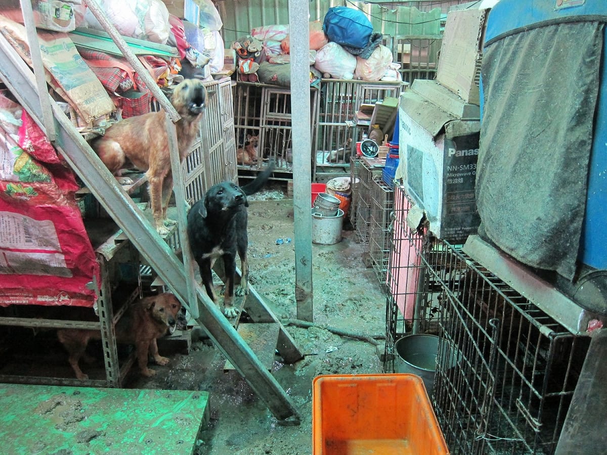 新北市動保處會同動保團體，到淡水小坪頂一處私人狗場，救出 207隻犬貓。 圖 : 翻攝新北市動保處網站