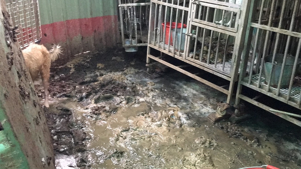 淡水小坪頂的私人狗場，環境非常髒亂、泥濘，排泄物及屍臭味四溢。 圖 : 翻攝新北市動保處網站