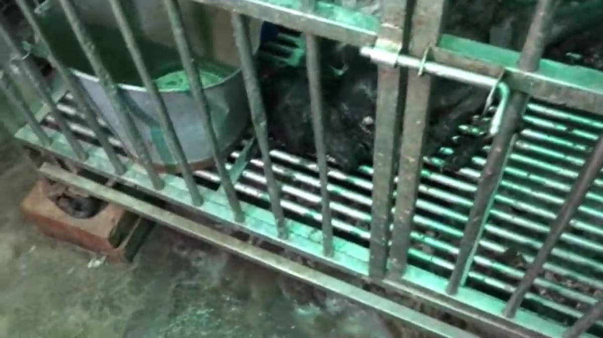 淡水小坪頂的私人狗場，鐵籠內還有30隻犬隻殘骸，動保員將其清理送驗。 圖 : 翻攝新北市動保處網站