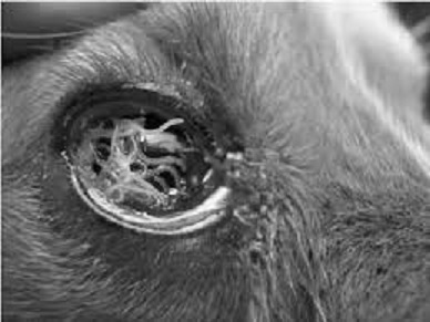 Thelazia gulosa常寄生在動物身上，圖為寄生在狗類眼中的Thelazia gulosa。 圖 : 翻攝自Researchscience