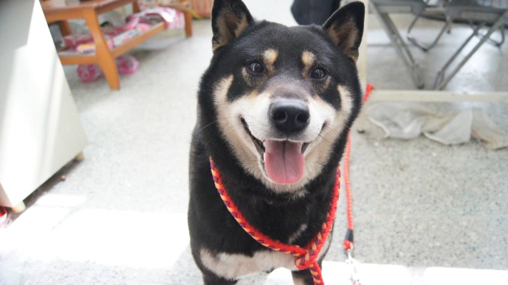 基隆市一名柴犬飼主，因其飼養的柴犬被誤認為走失犬，被送至收容所絕育，飼主得知後憤而提告，但今 (13) 日反而因未依法完成犬隻絕育，被罰鍰5萬元。 圖：基隆市動物保護防疫所/提供