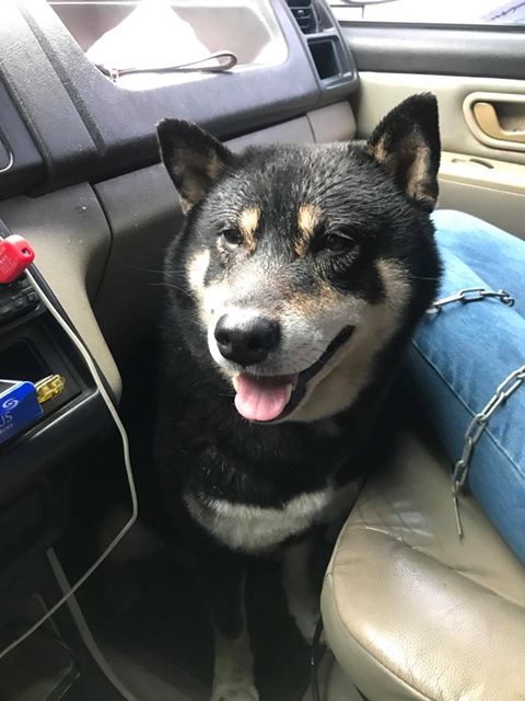 基隆市動物保護防疫所表示，根據動保法第22條第3項，飼主應替寵物絕育，違者將依法處五萬元以上二十五萬元以下罰鍰。 圖：基隆市動物保護防疫所/提供