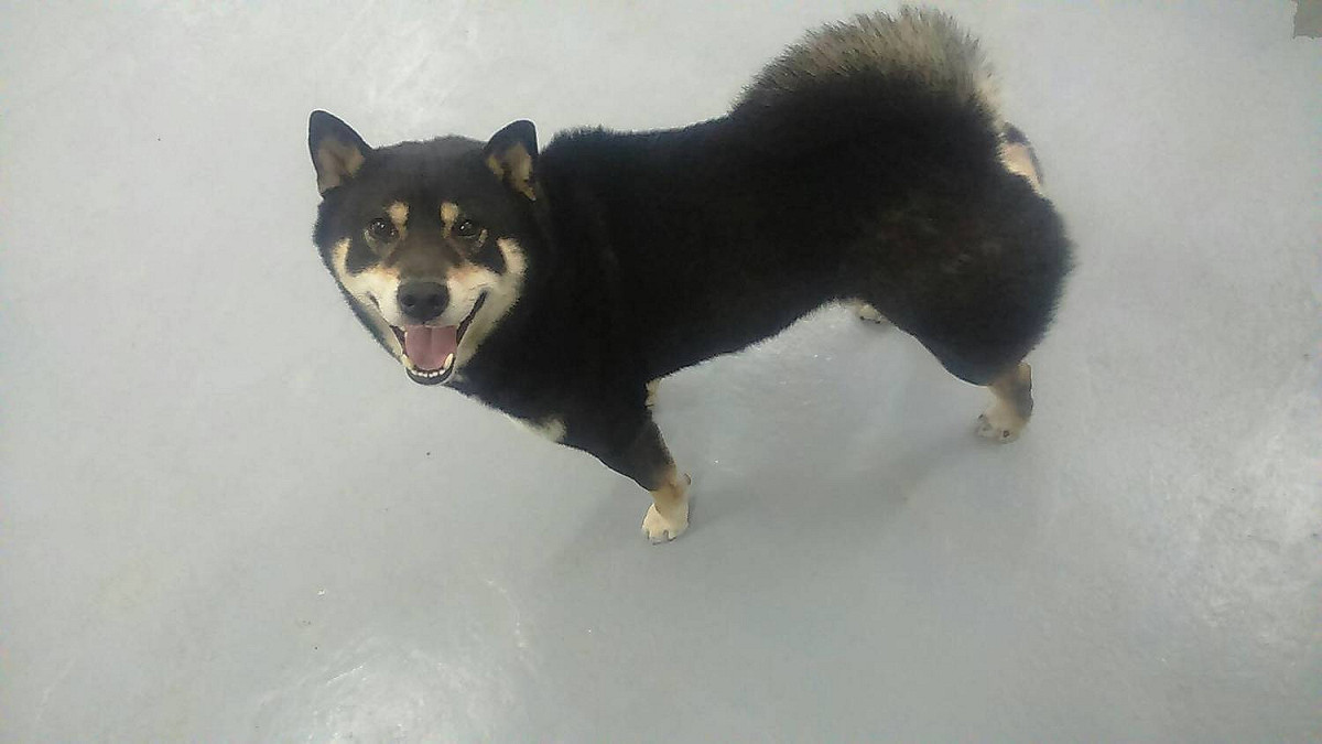動保所強調，犬隻1年可生兩胎，1胎生6-10隻，6-8月齡即具繁殖力，即1年後，當地馬上會繁衍出約40-50隻數量的流浪狗，將嚴重造成社會問題。 圖：基隆市動物保護防疫所/提供