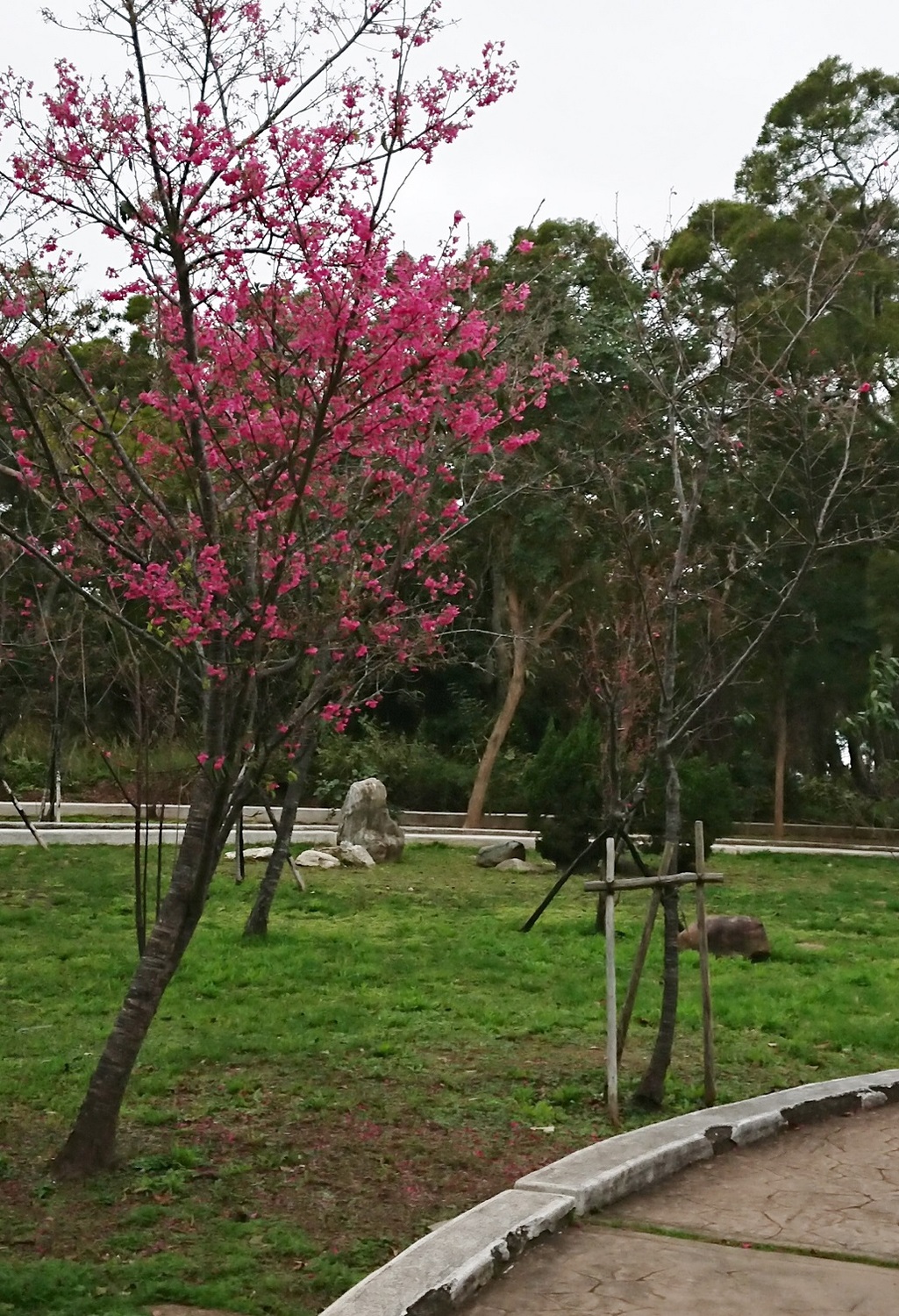 在台中無論山上賞櫻、前往重生的綠川看河景或是在台中最著名的高美濕地看海景，都是不錯的走春景點。 圖：台中市政府提供