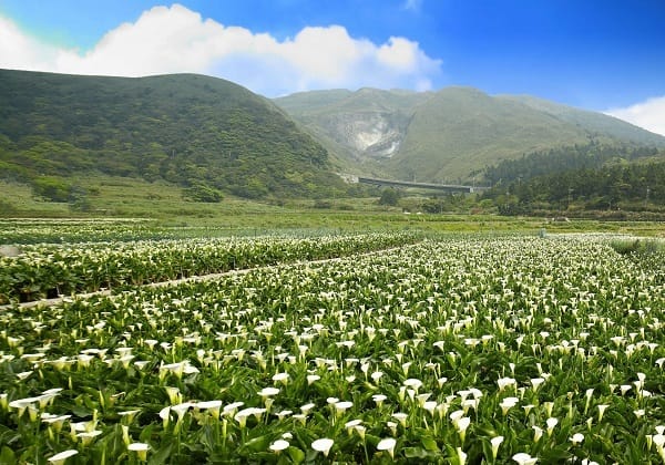 每年3、4月是陽明山看海芋的最好時機，今年的海芋季也將在3月30日登場！ 圖：台北市政府觀光傳播局提供