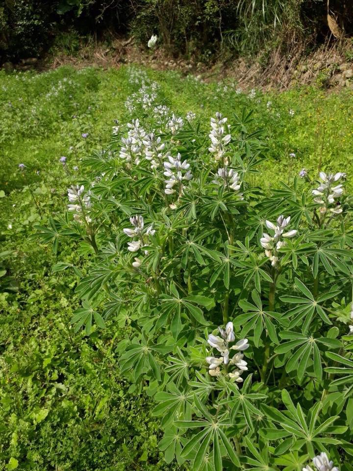 桃園市龍潭大北坑2018戀戀魯冰花季，將在3月3日登場，這次種植的有藍、白和黃三色，黃色搶先登場，藍、白要再等等，預計3月初，會同時盛開。 圖：翻攝自戀戀魯冰花季臉書