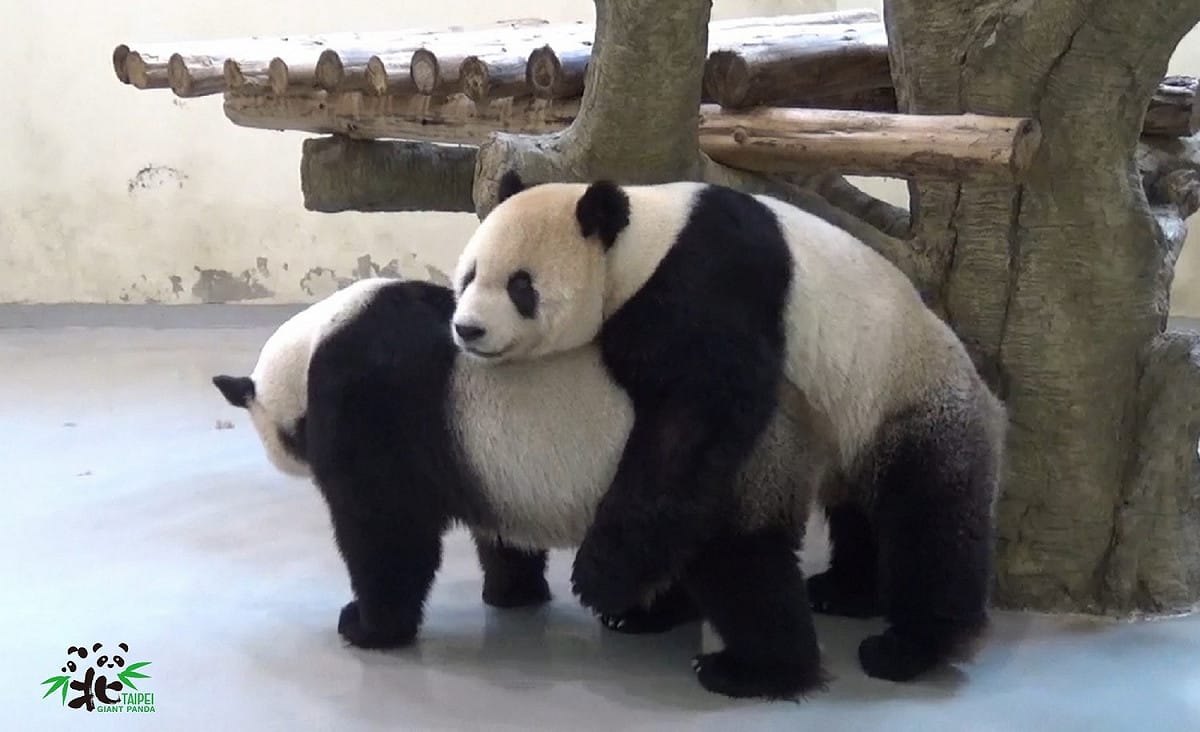 動物園在2月20日（初五）上午嘗試讓「團團」和「圓圓」自然交配，可惜跟往年一樣「互不來電」。 圖：動物園/提供