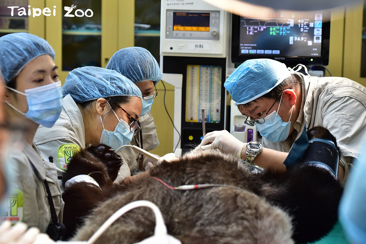 大貓熊「圓圓」於今日上午第2度進行人工授精。 圖：動物園/提供