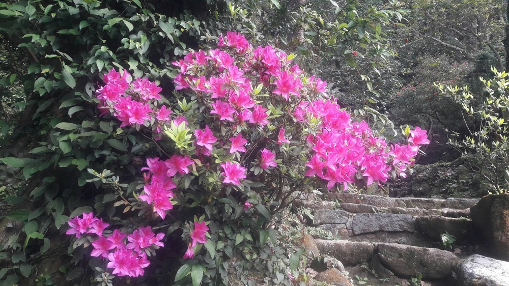 今年花季期間推出七項系列活動，緊接著春季還有杜鵑花節與海芋季接續開跑。 圖：台北市政府提供