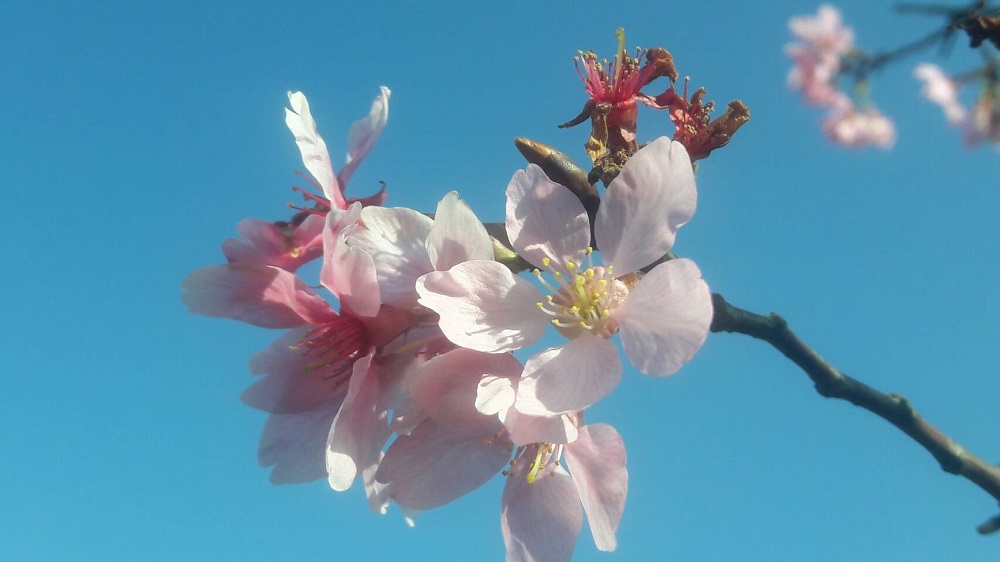 陽明山櫻花部份，如山櫻花、八重櫻、昭和櫻、吉野櫻外，還有茶花、杜鵑等花朵絢麗盛開，而目前寒櫻和山櫻花已進入開花期，緊接還有八重櫻、昭和櫻和吉野櫻會接續開放。 圖：台北市政府提供