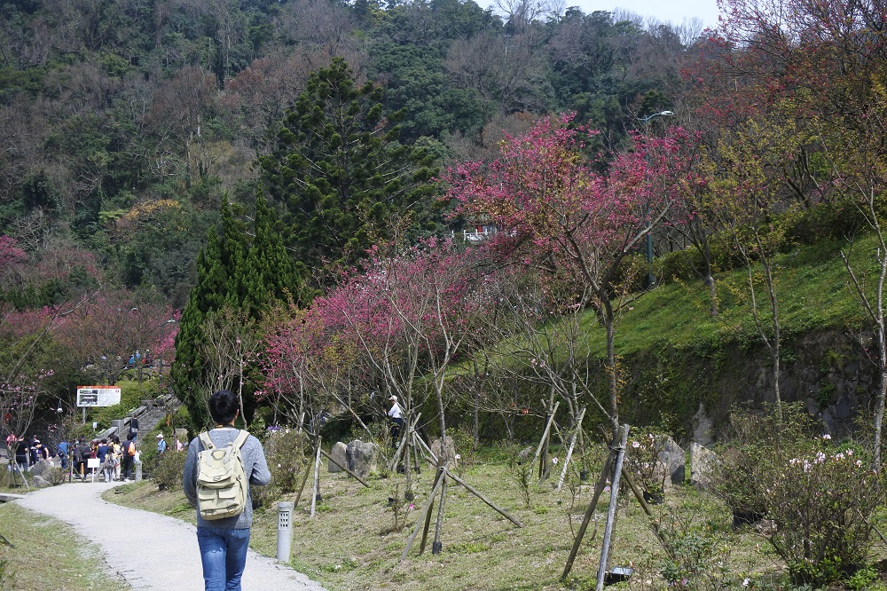 「2018陽明山花季」今天開幕登場，工務局公園處表示，櫻花的美麗消縱即逝，希望透過活動，提醒大家珍惜彼此，把握齊聚陽明山賞櫻的歡聚時刻。 圖：台北市政府提供