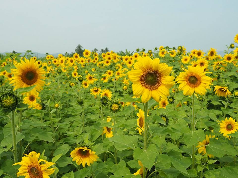 位於高雄市杉林區舉辦「葵花迎賓滿杉林-2018年春節杉林向日葵花海」活動僅到這周日2月25日，有全台最大3公頃向日葵迷宮田，還有宛如來到北海道富良野花海。 圖：高雄市杉林區公所FB粉絲專頁提供