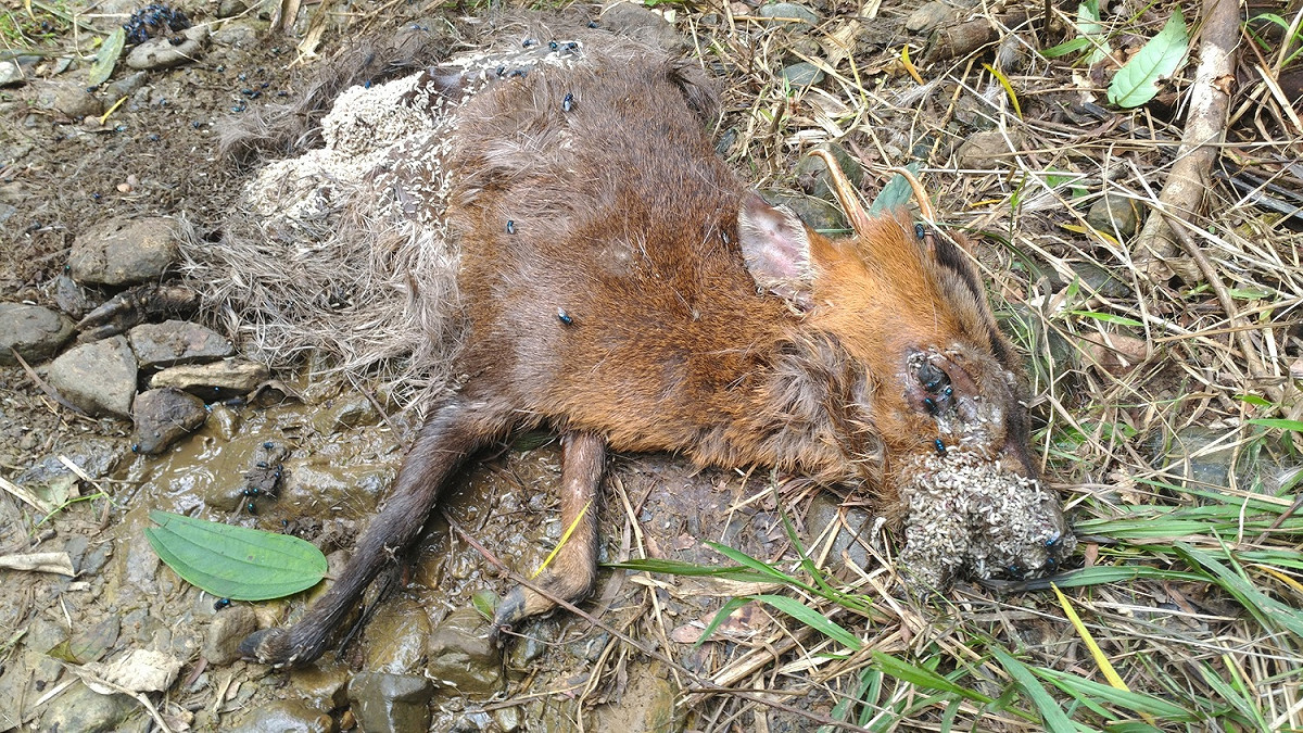 宜蘭縣員山鄉山區死亡山羌個體，經化驗證實無狂犬病。 圖 : 防檢局/ 提供'