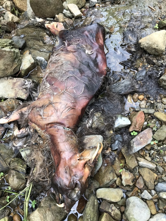 宜蘭縣員山鄉山區死亡山羌個體。 圖 : 防檢局/ 提供