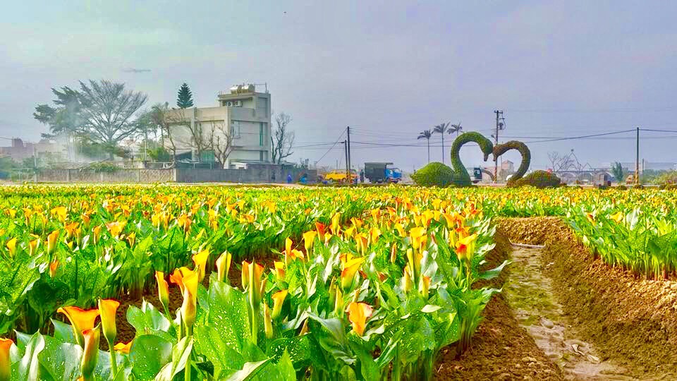 春天花轟季！2018桃園彩色海芋冒出頭了。3月10日在桃園市大園區聖德北路正式登場。 圖：翻攝自邱俊銘臉書