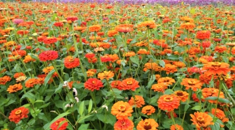美濃舉辦花海活動已有十餘年，今(107)年花卉於春節期間盛開，種植面積約22公頃，成為不少攝影玩家的取景地。  圖：APP《TripleFeet》／提供