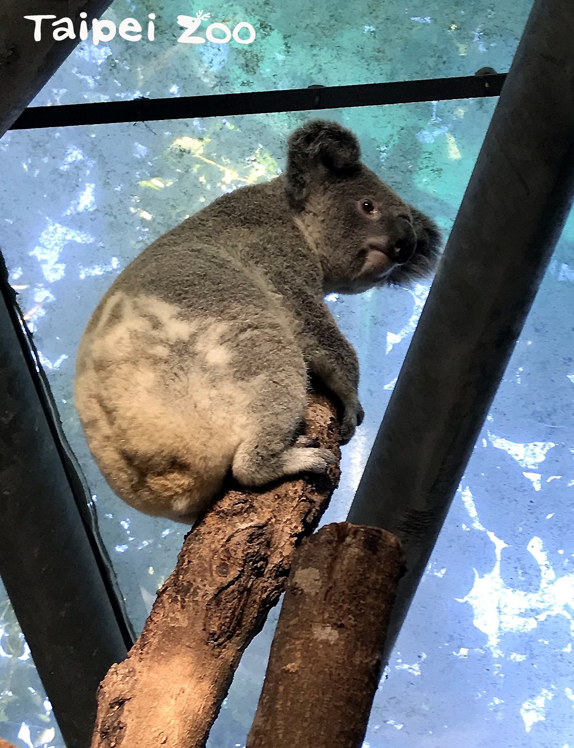 「奇奇」容易緊張，，光是看到陌生人就顯得有點不安。 圖：台北市動物園／提供