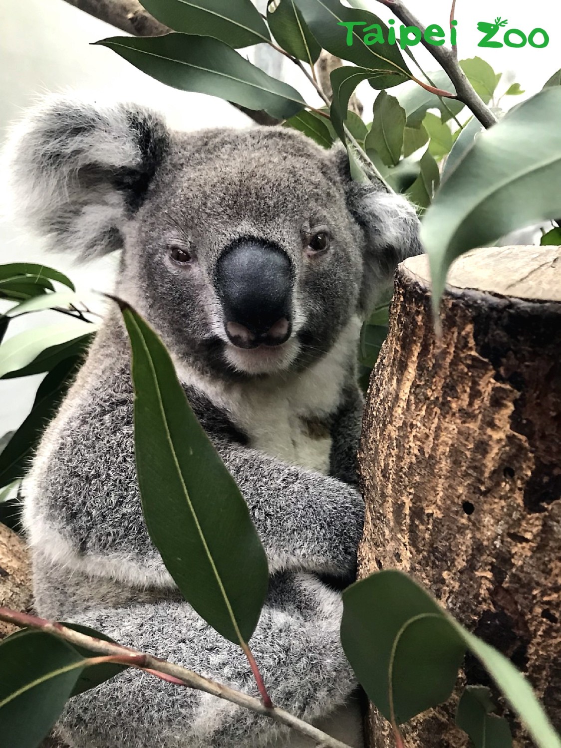面對新環境，「蒂蒂」就顯的放鬆許多。 圖：台北市動物園／提供