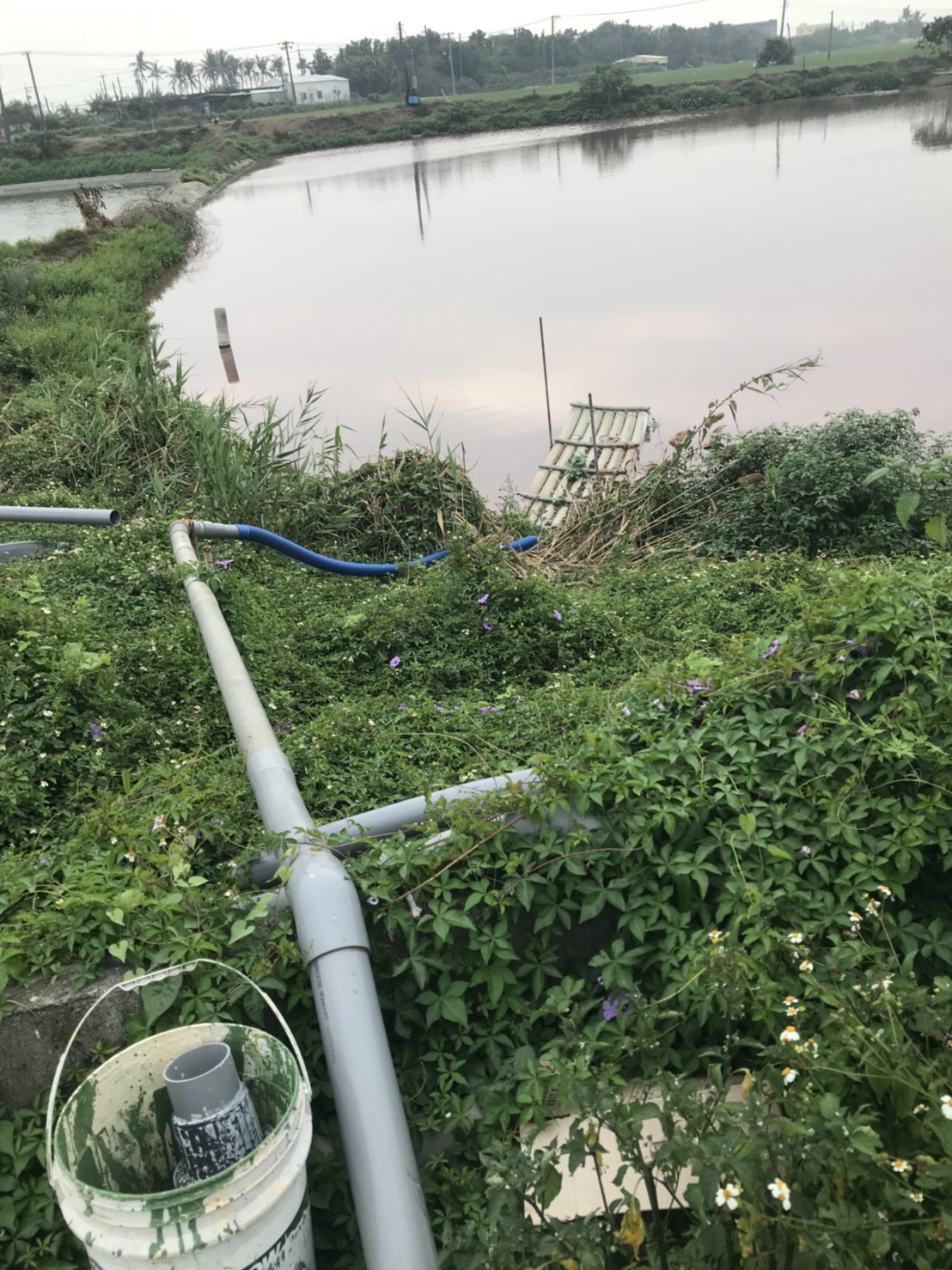 畜牧廢水於第3池魚塭因優養化致呈現紅色。 圖：高雄市環保局/提供