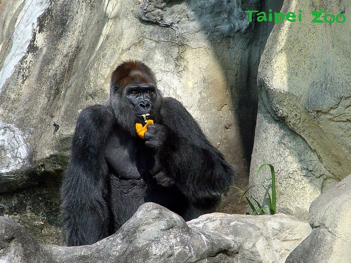 「寶寶」和「黑皮」經常互相追逐和搶食，模樣逗趣。 圖：台北市動物園提供