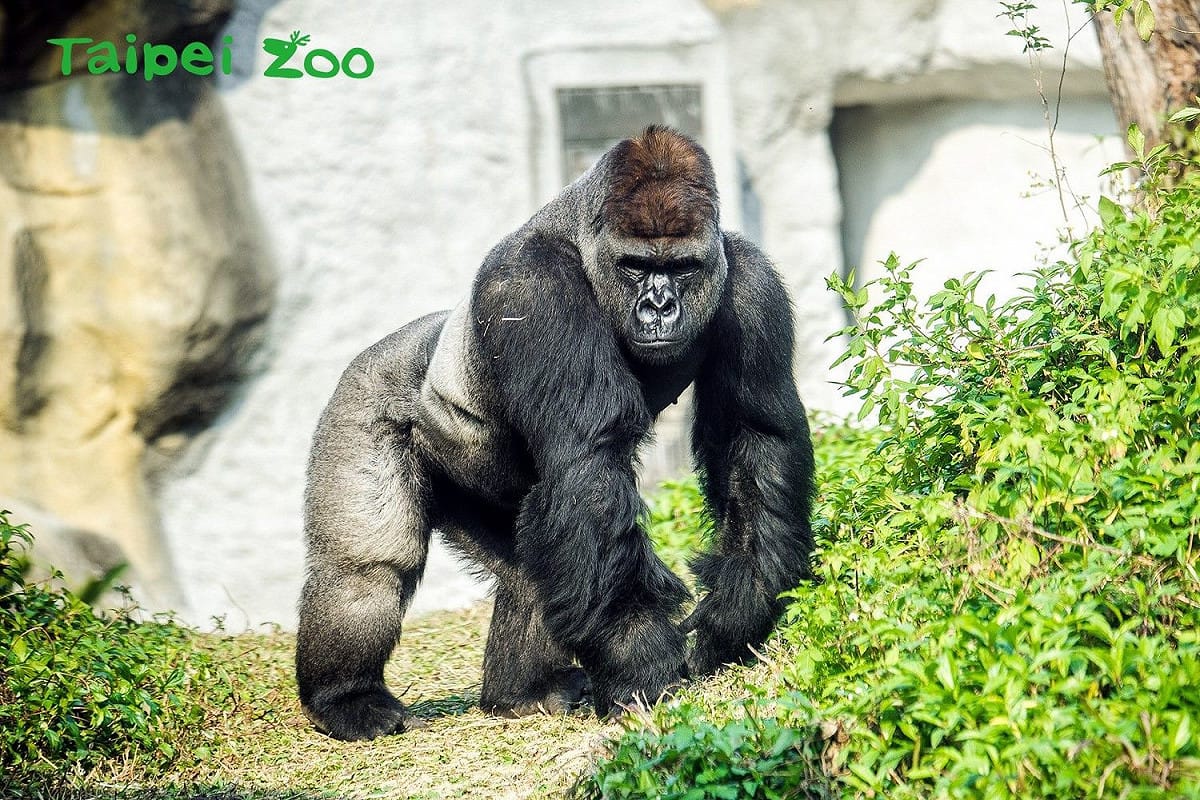 由波蘭歐普勒動物園來臺，18歲的金剛猩猩「迪亞哥」，模樣雄偉。 圖：台北市動物園提供