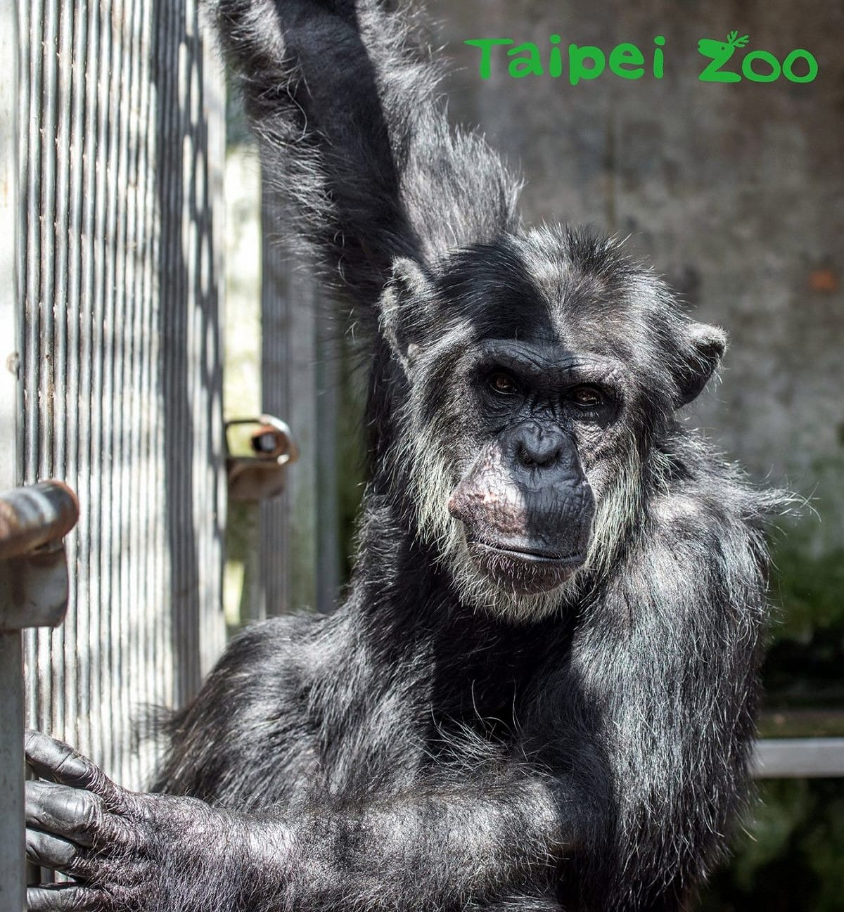 金剛猩猩「寶寶」即將啟程前往荷蘭「Apenheul Primate Park（靈長類公園）」增產報國，動物園將於3月8日及3月13日上午11點，於非洲動物區金剛猩猩「寶寶」檢疫舍，由保育員來和現場遊客分享關於「寶寶」的點點滴滴。 圖：台北市動物園提供