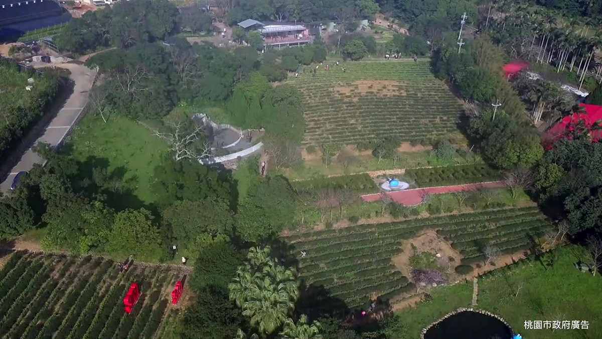 「大北坑社區」這個客家茶鄉是台灣古老的產茶區之一，以友善耕作或有機栽培，良好的健康生態環境，是桃園重要的產茶重區，，是製成遠近馳名的「東方美人茶」美地。 圖：戀戀魯冰花現大北坑FB粉絲專頁提供