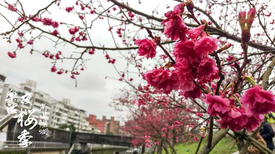 由於樂活公園第一區寒櫻綻放已達尾聲，許多櫻花樹都悄悄的長出新芽，而第二區的八重櫻正盛放中。 圖 ：內湖樂活夜櫻季FB粉絲專頁提供