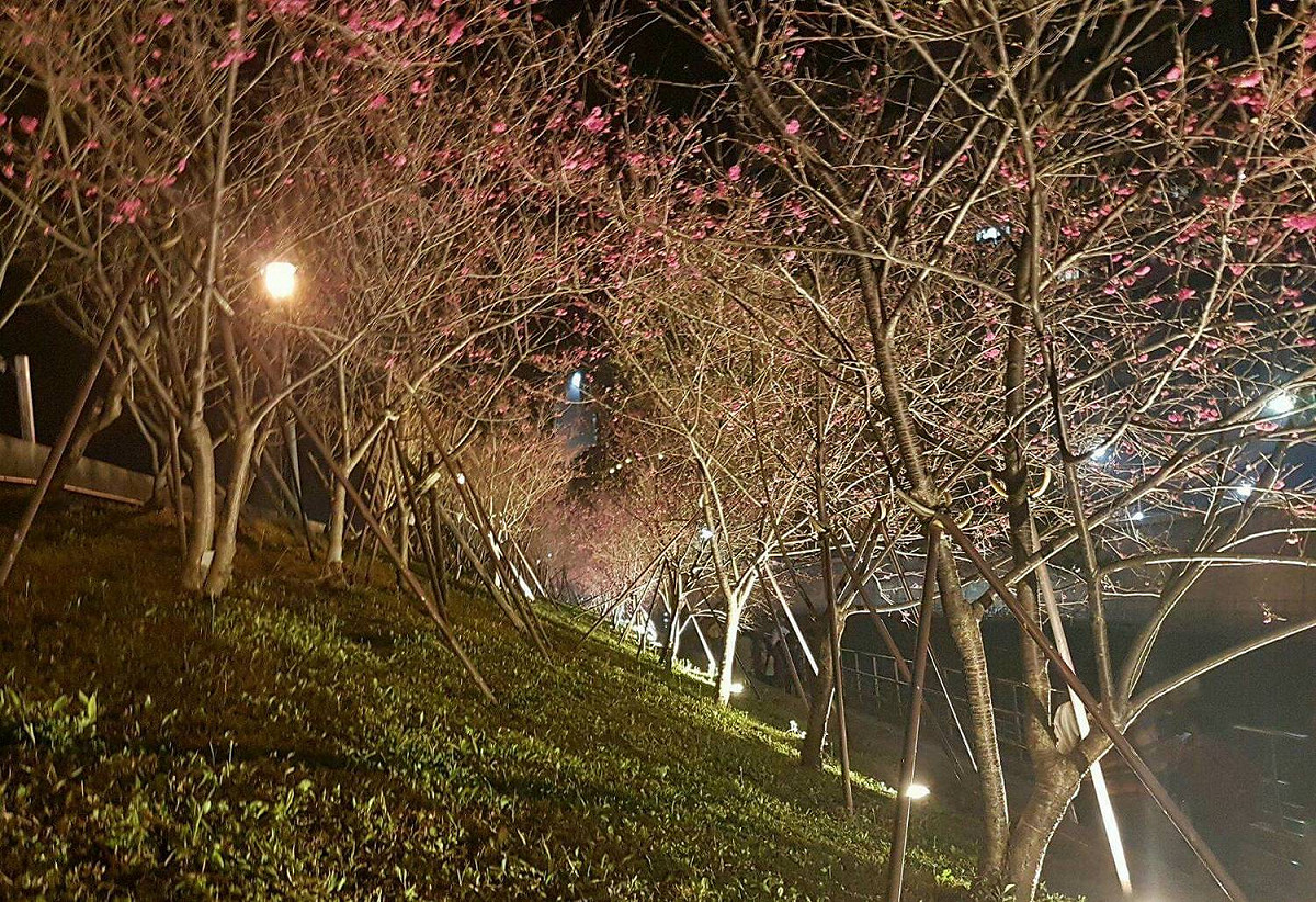 漫步在燈光下的夜櫻，讓你享受漫步櫻色燈河的風雅。 圖：台北市政府提供
