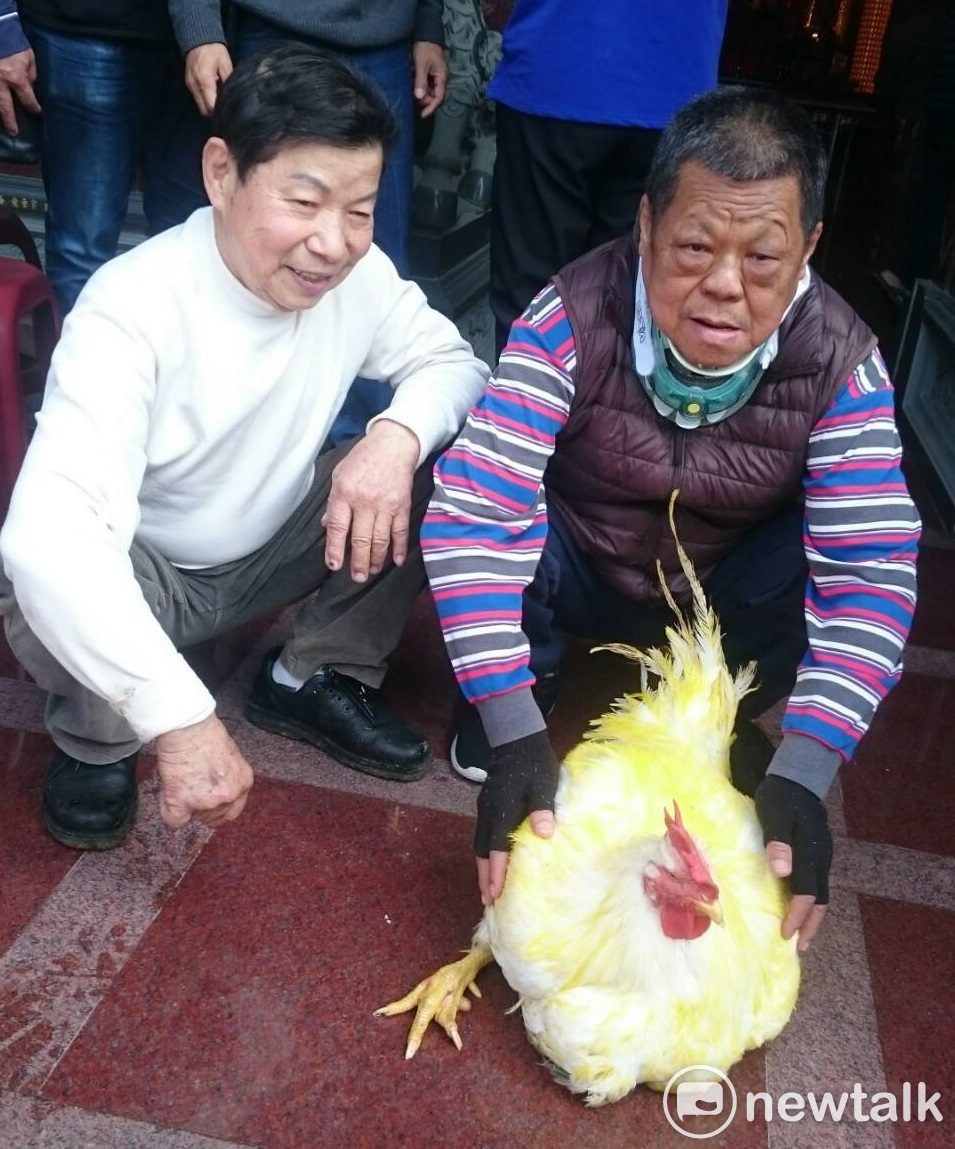 比一般雞還大7倍的閹雞王。 圖: 梁維銘/提供