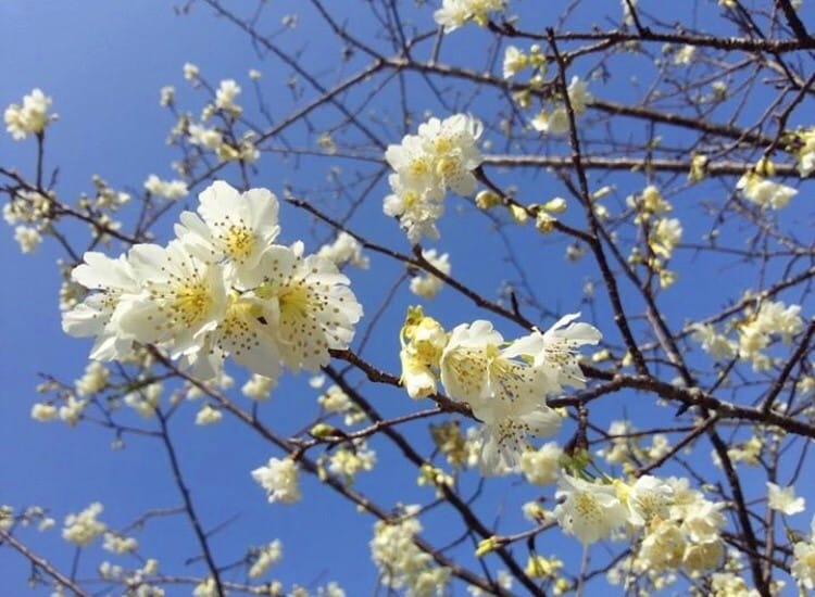 石馬公園內種植河津櫻、櫸木、 梅樹等植物，綠草如茵映襯藍天白雲，每個角落都是美景。 圖：APP《TripleFeet》／提供