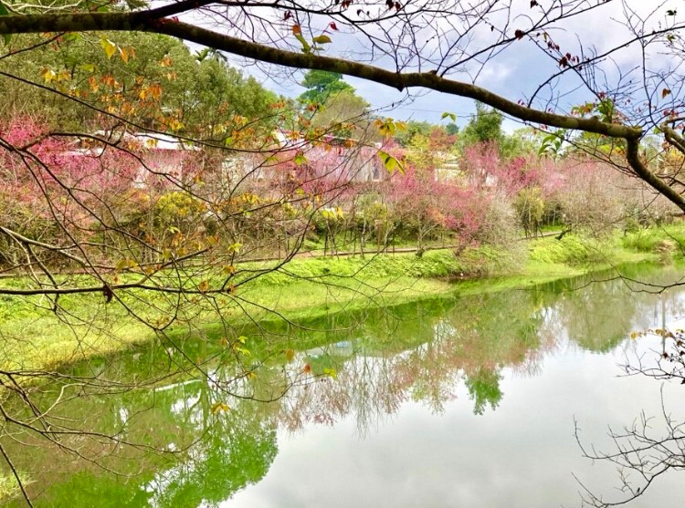 賞花秘境「碧赫潭」，鮮豔粉嫩的櫻花點綴在水潭周圍，時不時霧氣瀰漫，透出一股詩意。 圖：APP《TripleFeet》／提供