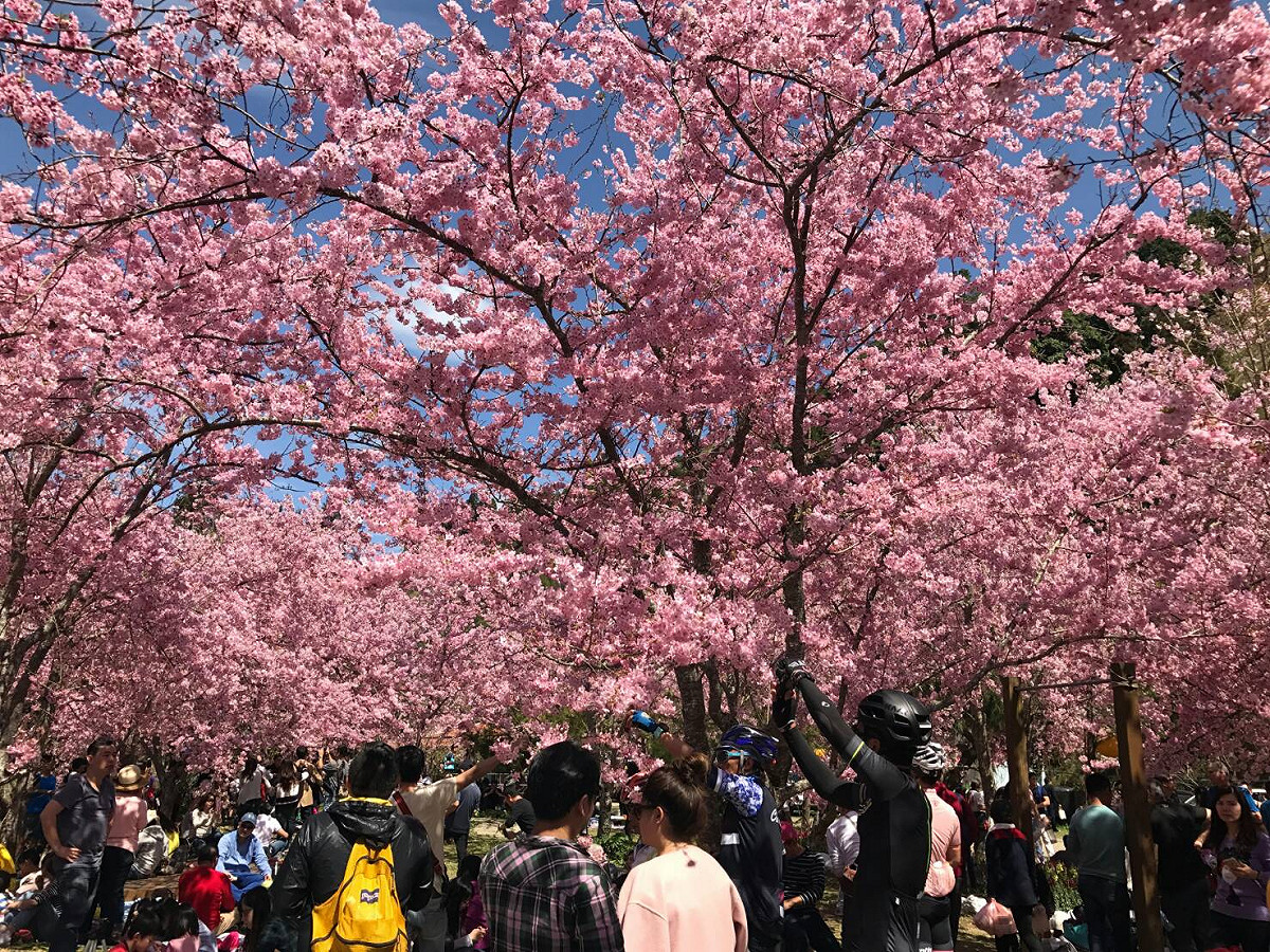 北橫櫻花季活動自107年2月17日起至3月18日止，位在桃116線神木路，一路上到拉拉山上巴陵及中心農路地區，櫻花種類有吉野、昭和、富士、紛紅佳人等，而白色的是原生種的霧社櫻及雪柳。 圖：桃園市政府提供
