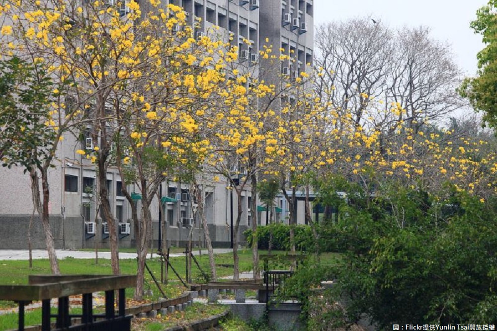 藏身於當地雲林科技大學的後校園，也有一整排風鈴木可觀賞，讓你徜徉在書生氣息濃厚的校園環境中，還能欣賞風鈴木之美。 圖：Flickr提供Yunlin Tsai開放授權