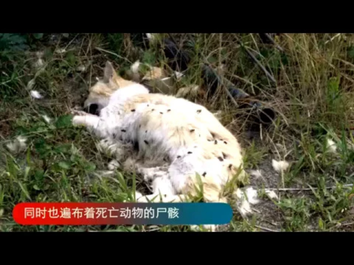 去福島除汙的工作是日本人不願意做的事情，日本業者刊登廣告都看不到人來應徵。於是，「技術研修生」制度就成了日業者僱傭外勞除汙的途徑。圖為媒體重返福島，發現遍布死亡動物的屍骸。 圖：翻攝自Youtube