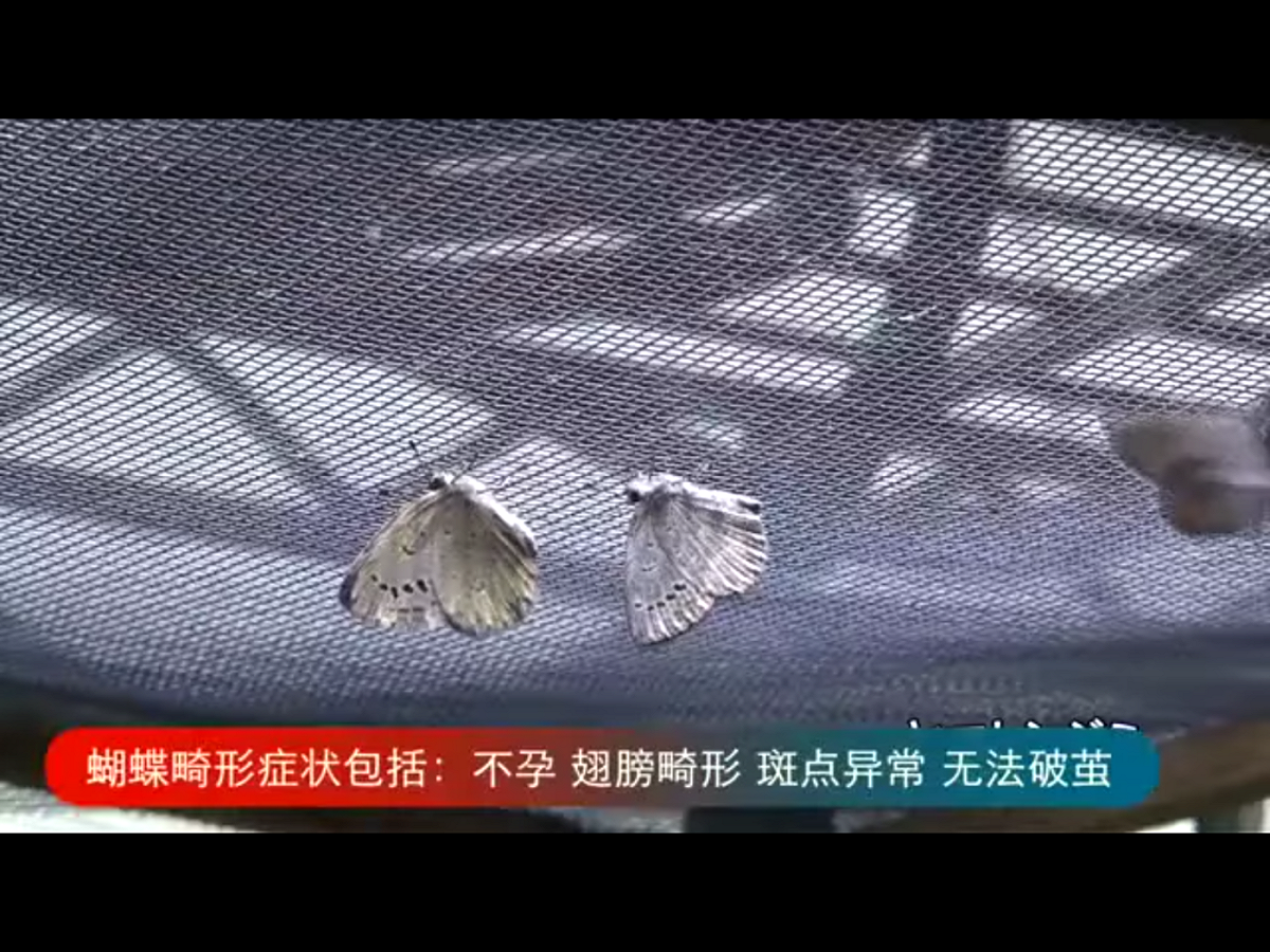 這名越南外勞工告訴日媒體，「如果知道工作地點是福島，我絕對不會答應去。所處的（福島）工作環境充滿恐懼，但又不能說走就走。去日本之前，交付的100萬日元的中介費是借款，只能是咬緊牙關把債務還清。」圖為福島蝴蝶出現各種畸形症狀，包括不孕、斑點異常等等。 圖：翻攝自Youtube