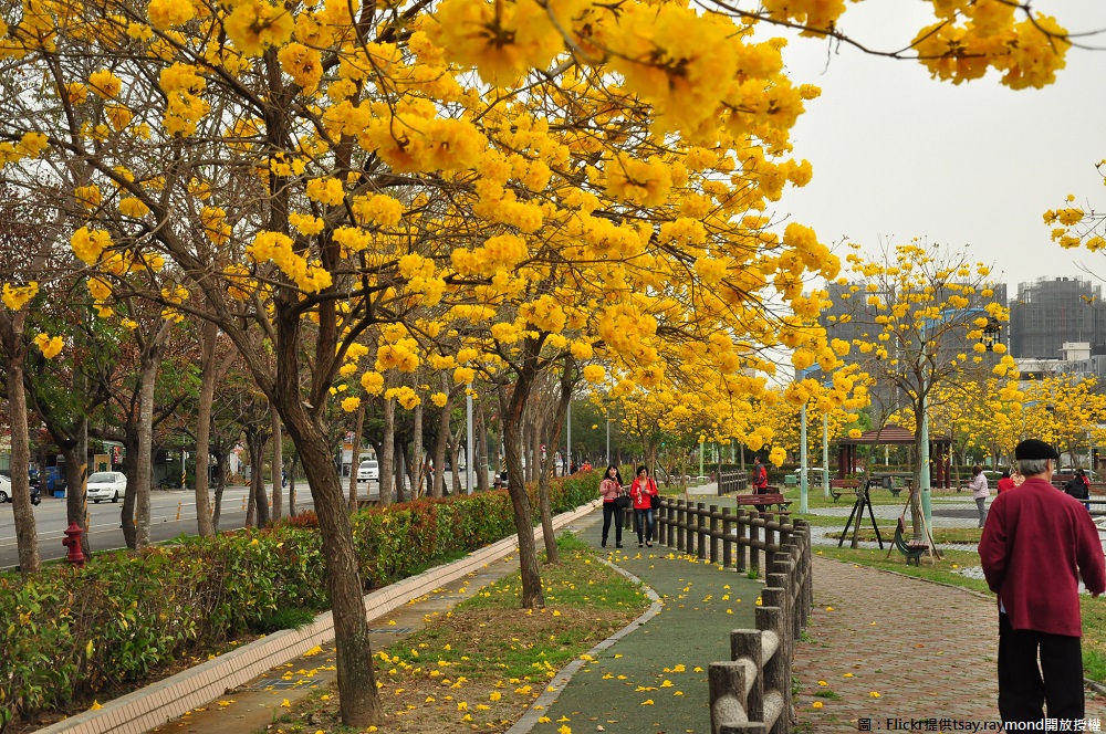 有號稱「台中最美的黃金公園」的廍子公園，假日常有大小朋友遊憩玩樂的場所外，還能欣賞到風鈴木如此豐盛的美景！ 圖：Flickr提供tsay.raymond開放授權