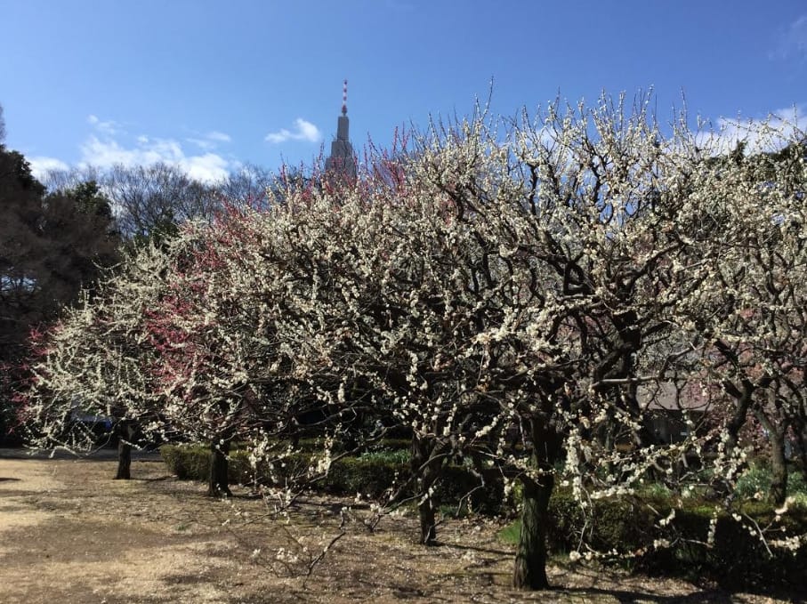新宿御苑是在新宿車站附近，是大都會裡難得的皇家花園。 圖：劉黎兒／攝