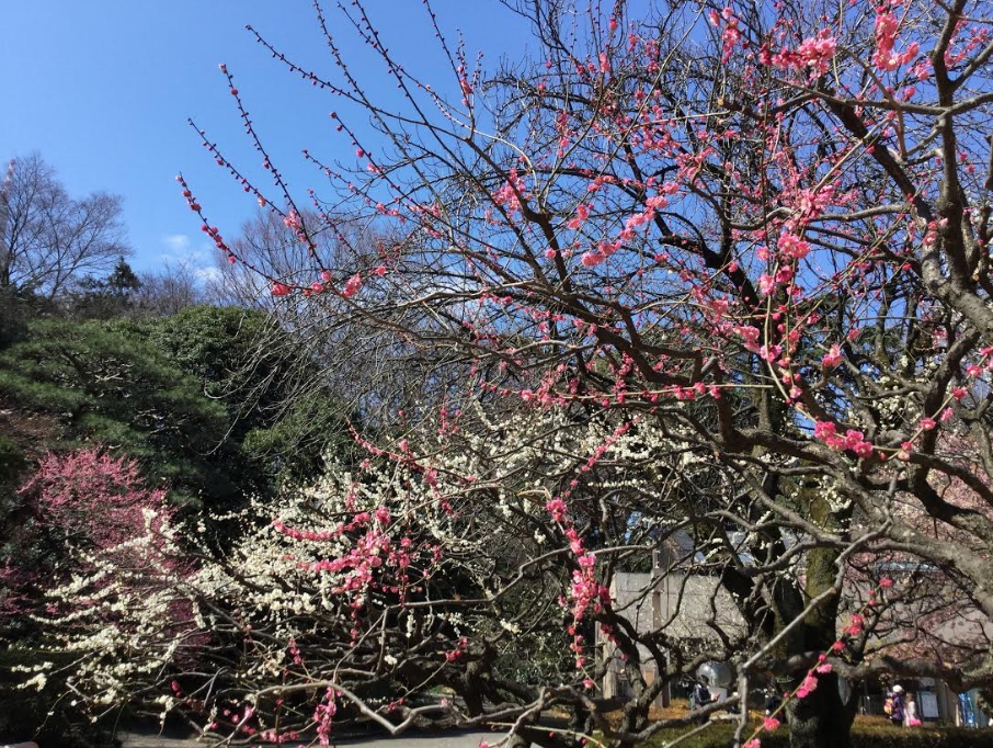 梅花品種多，新宿御苑的紅白交錯的巨大梅花。 圖：劉黎兒／攝