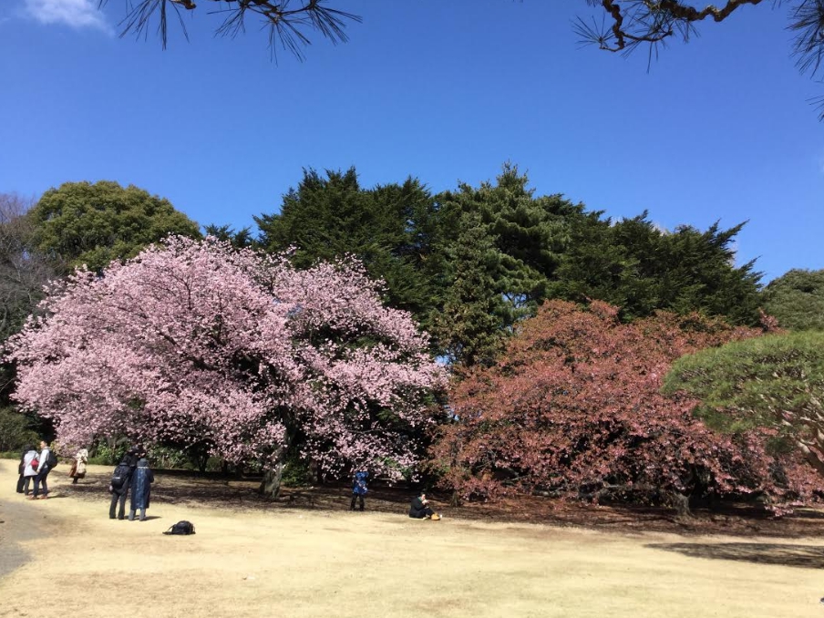 新宿御苑的不同種類的兩種櫻花因為天氣暖和而盛開了。 圖：劉黎兒／攝