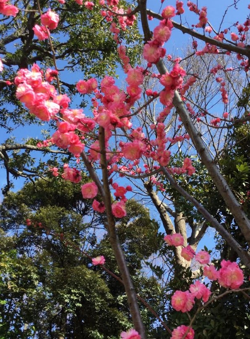 名為「開運」的梅花非常豔麗富貴，跟冰雪無法聯想，原來梅花品種非常多。 圖：劉黎兒／攝
