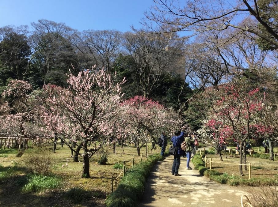 小石川後樂園的梅花也是最暖和的中午吸引旅客攝影，因為梅花花瓣在最暖和時開放的最好。 圖：劉黎兒／攝