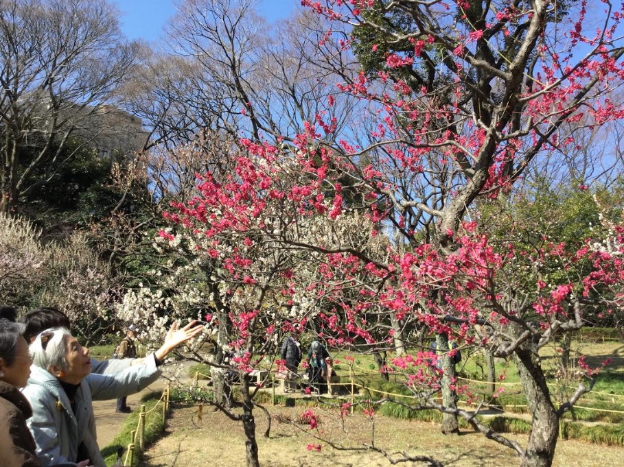 小石川後樂園的梅園，有視障的婦人以香氣來感受梅花盛開的景象。 圖：劉黎兒／攝