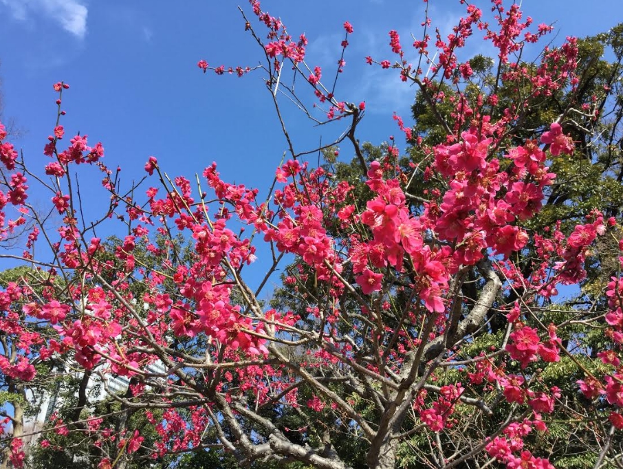 梅花品種多達500多種，都是越暖越開花。 圖：劉黎兒／攝