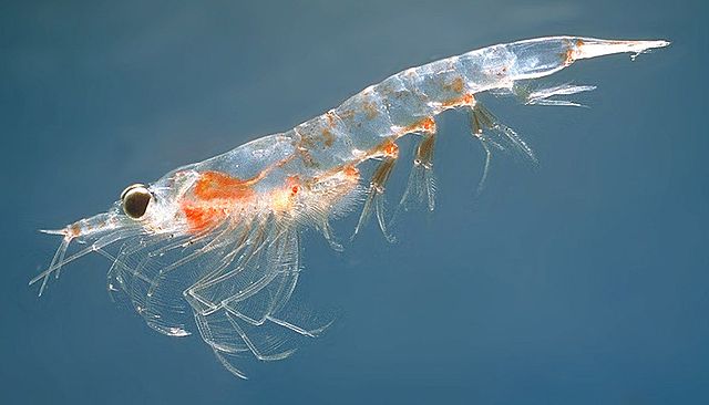 食藥署今天表示，近日「南極冰洋磷蝦油」產品廣告宣稱可減少血管油脂，涉誇大不實，一年來共查獲71次、開罰50萬元。但該業者廣告仍在電視上持續播放。 圖 : 翻攝自營養新知