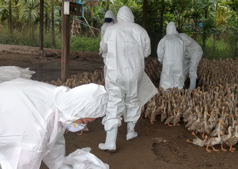 動物防疫所即依標準作業程序啟動防疫機制，赴該場執行撲殺作業。 圖：屏東縣動物防疫所／提供